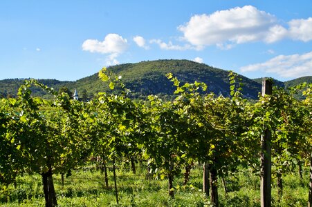 The grapes viticulture cluster
