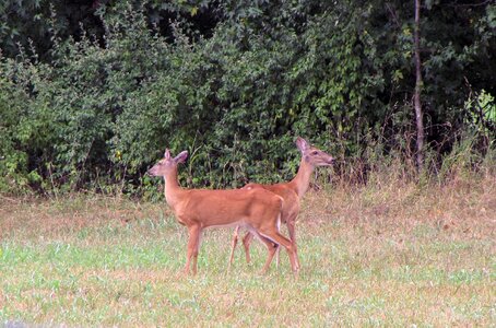 Wildlife wild zoology photo