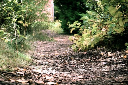 Forest outdoors natural photo