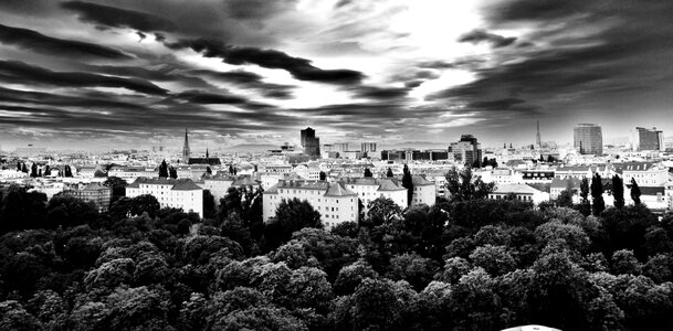 City trees black and white photo