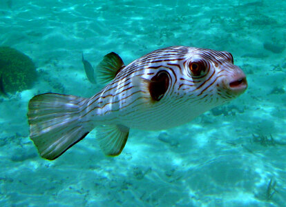 Striped Puffer - Arothron manilensis photo