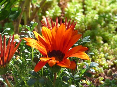 Golden Glow orange yellow petals photo