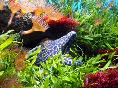 Aquarium hidden waiting off