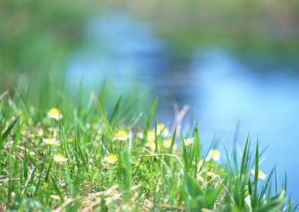 Macro image of wild daisy flowers in wildflower meadow landscape photo