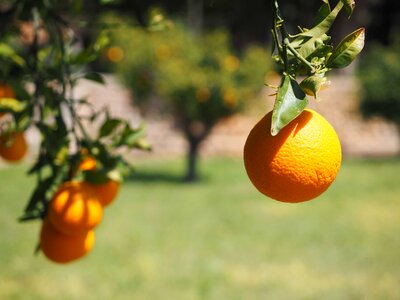 Agriculture biology citrus