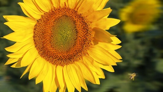 Bee yellow flora