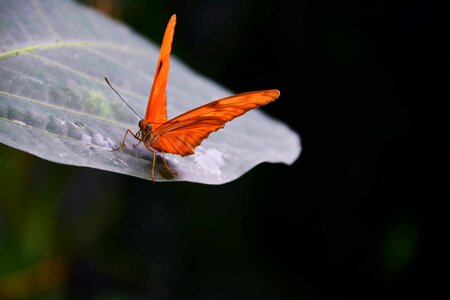 Animal arthropod beautiful photo