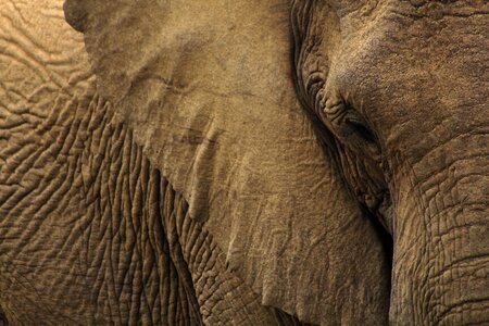 Animal elephant safari photo