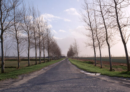 Tree lined country road photo