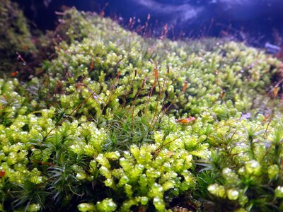 Cladonia Rangiferina flora garden