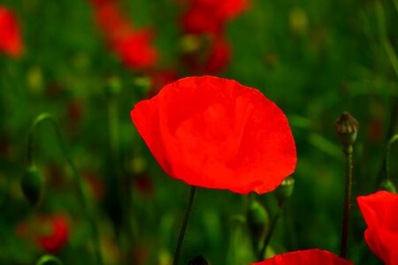 Beautiful Flowers biology bloom