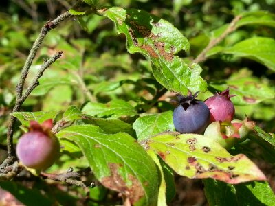 Forest nature fruit photo