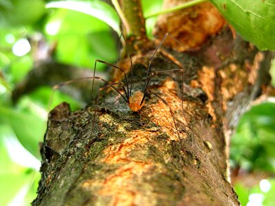 Nature evil horror
