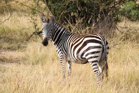 Safari serengeti animal