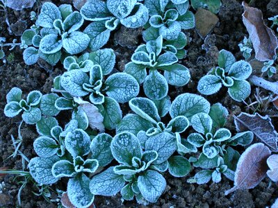 Hoarfrost autumn plant