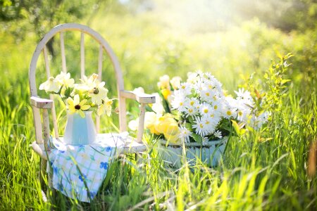 flowers on table and spring field photo