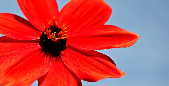 Beautiful Flowers blooming blossom
