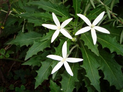 Sea star flowers white