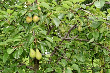 Orchard pears trees