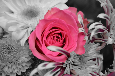 Nature macro background