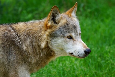 Wolf canis lupus deer park