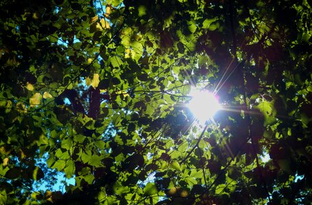 Nature spring forest