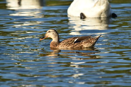 Duck nature reflection photo