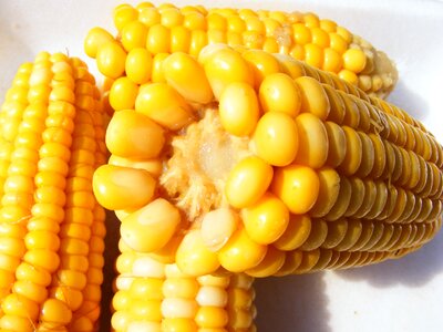 Healthy vegetable harvest photo