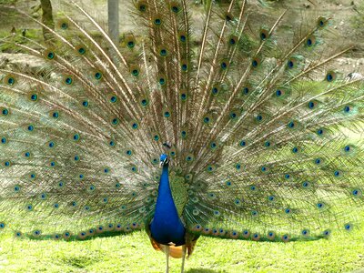 Iridescent blue pavo cristatus