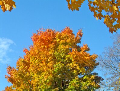 Tree fall autumn photo