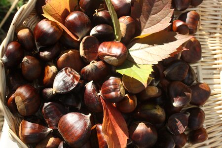 Brown autumn decoration photo