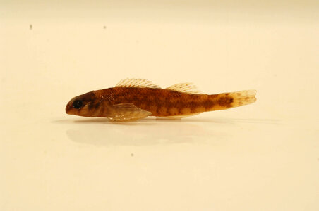 Etheostoma lynceum