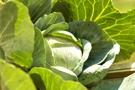 cabbage photo