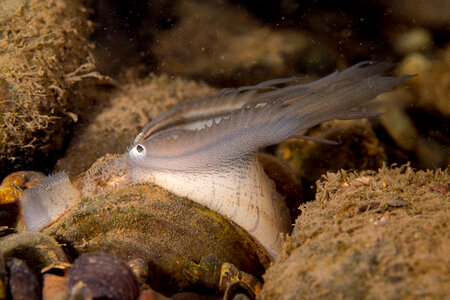 Plain pocketbook mussel displaying lure, fish mimic with eye spot
