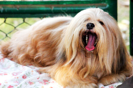 Lhasa Apso 7 photo