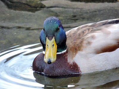 Colorful duck head