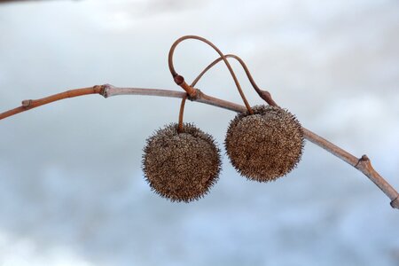 Nature round balls