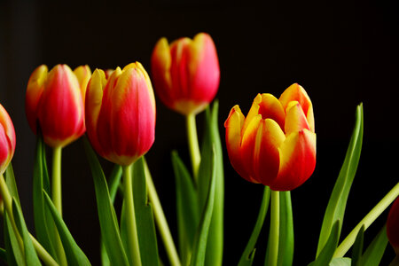 Tulip Flowers photo