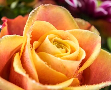 Beautiful Flowers blooming blossom