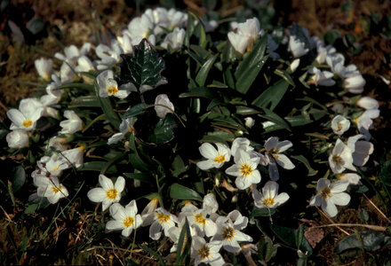 Hall Island wildflowers, Claytonia