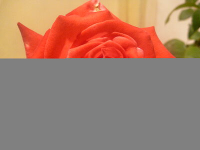 Reddish Flower Rose photo