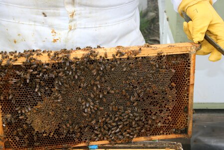 Honey honeycomb beehive photo