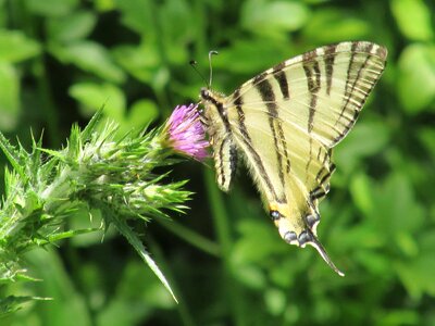 Animal arthropod beautiful flowers