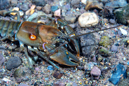 Appalachian brook crayfish-1