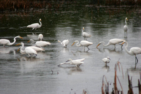 Egrets Feeding in Marsh photo