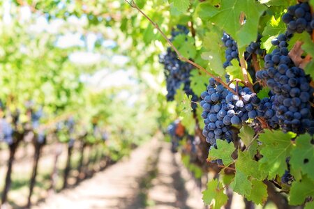 Napa vineyard grapes vine photo