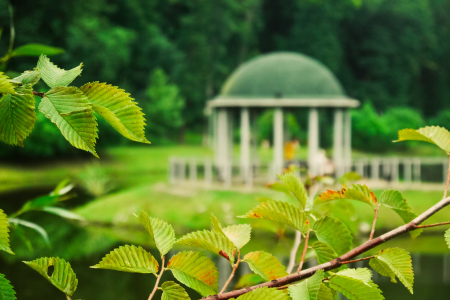 Foliage nature spring