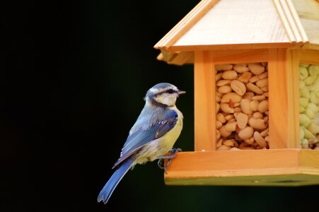 Peanuts feed depend photo