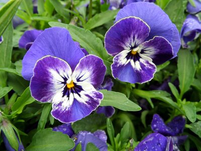 Violet blue blossom photo