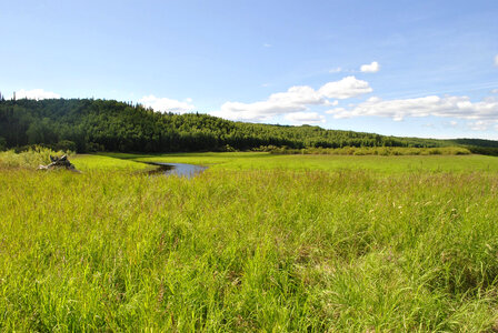 Wilderness area at Innoko National Wildlife Refuge photo